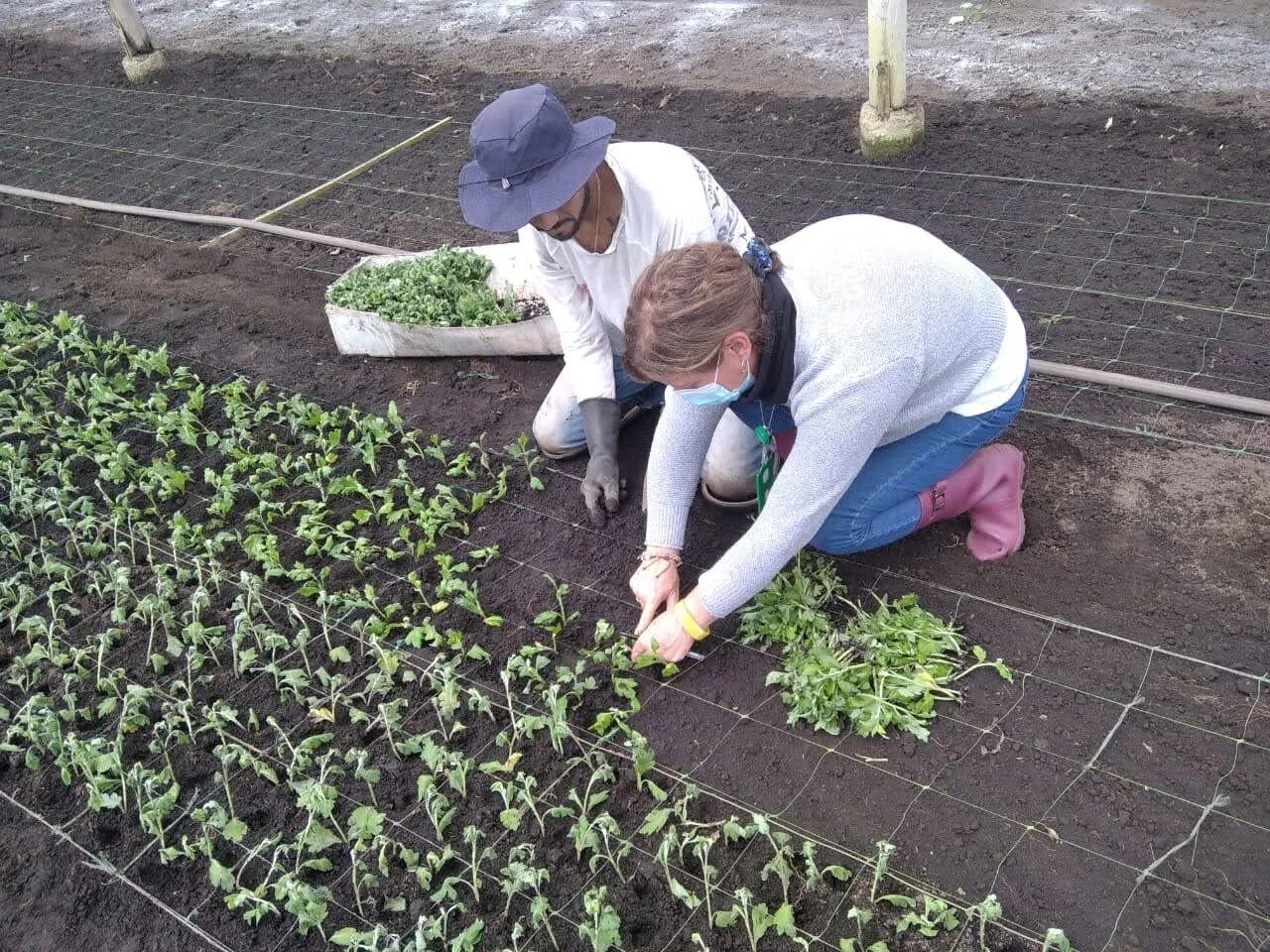 Diseño de procesos de calidad en cultivo