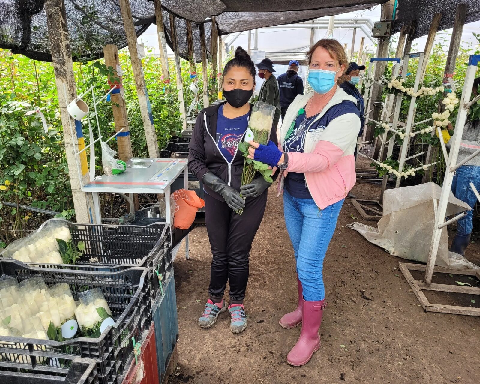 Cultivo de flores para exportación